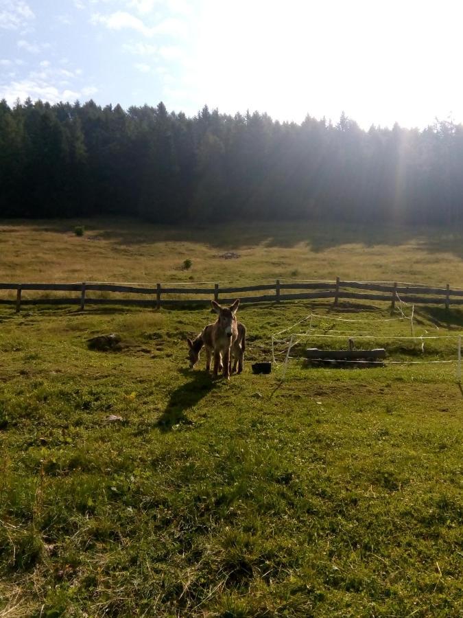 B&B Pra' Dei Cervi Telve Kültér fotó